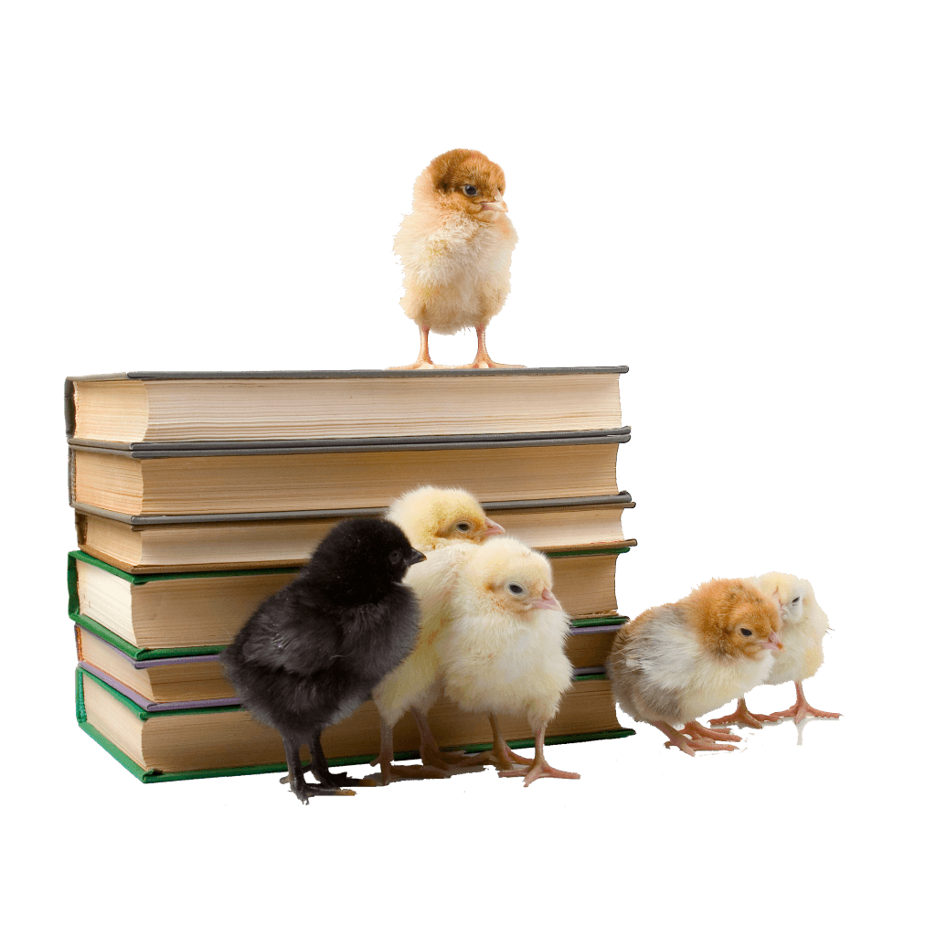 Baby chicks with books