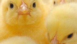 chicks
