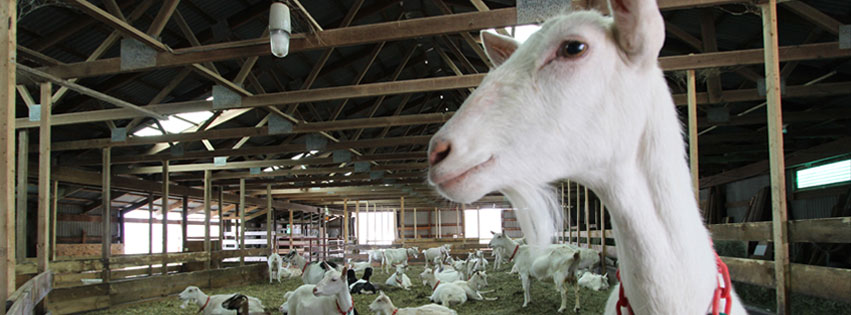 New-Life Mills Launches  Dairy Goat Nutrition Program