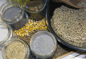 ingredients and feed in bowl