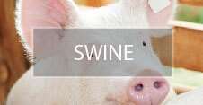 swine-01