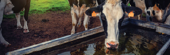 Cool Cows on Hot Days - Avoid Heat Stress