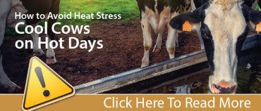 Heat Stress Dairy Promo-01