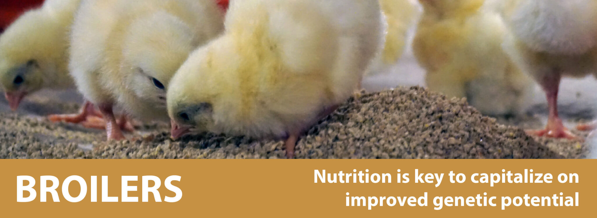 Broiler Chickens | New Life Mills, A division of Parrish & Heimbecker ...