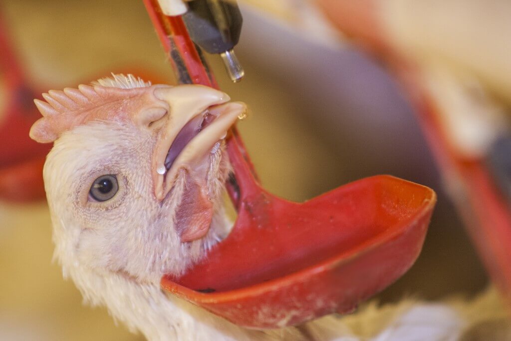 Be Prepared For Heat Stress In Your Flock
