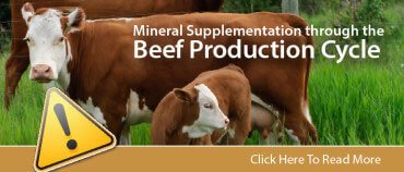 Beef Mineral Promo-01