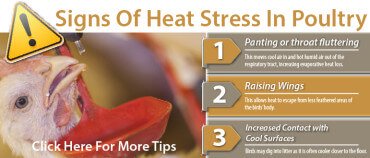 Heat Stress Tips For Poultry - Promo-01