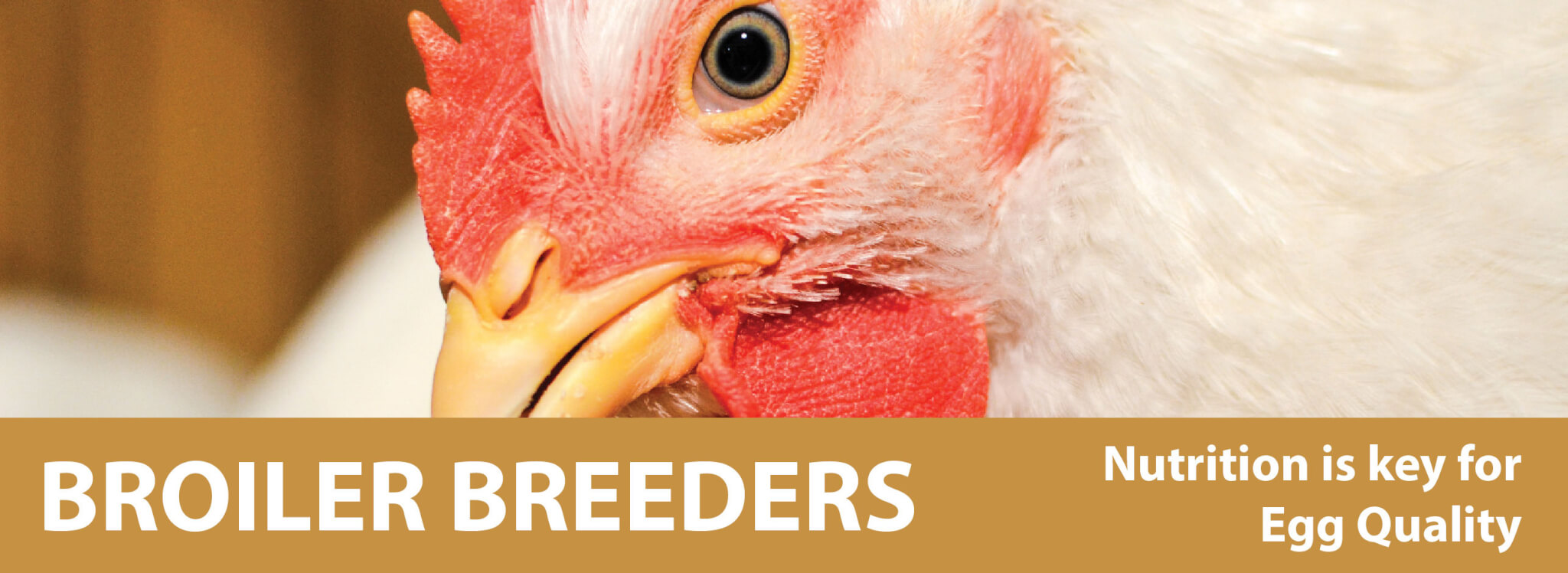 Broiler Breeder New Life Mills, A division of Parrish & Heimbecker, Limited