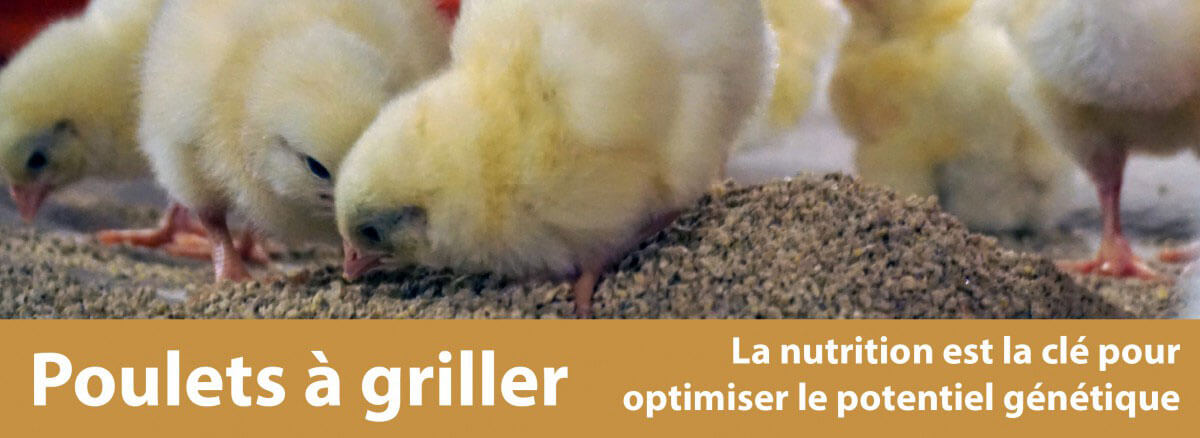 poulets a griller banner.fr-01